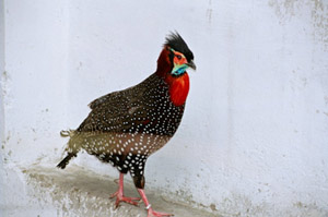 Monal,
