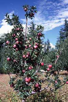 Apple