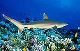 shark