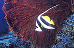 banner fish