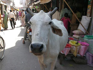 vrindavan marketplace