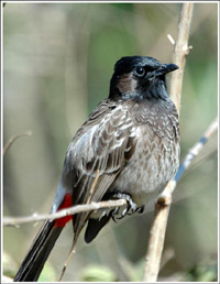 red-vented bulbul