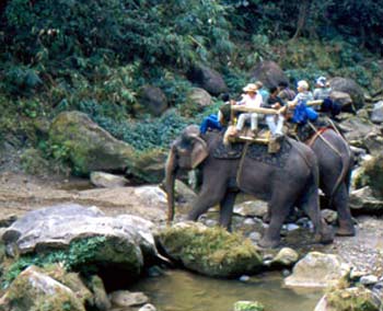 elephant safari at Corbett