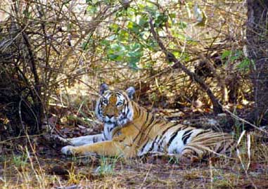 tiger
