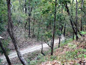 road to camp forktail creek