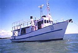 Scuba diving Sea Urchin