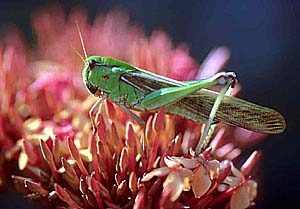 Insects: Grasshopper