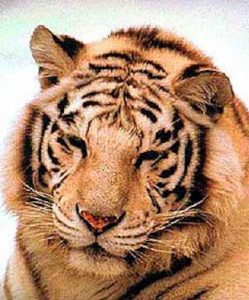 Madumalai tiger