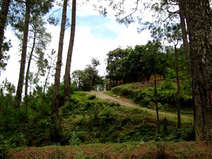 the long winding road to Siddhashram