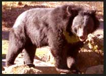 Himalayan black bear