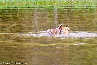 wild dog in water hunt