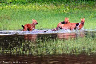 victory of wild dogs on a hunt