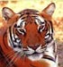tiger in Sundarban