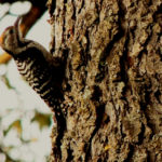 Brown-Fronted Woodpecker