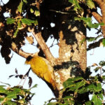 Lesser Yellow-naped Woodpecker
