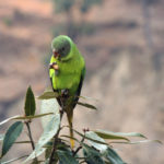 Slatey headed parakeet