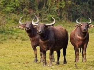 Chhattisgarh-buffalos