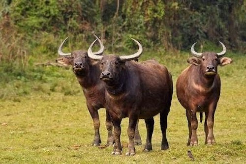 Chhattisgarh-buffalos