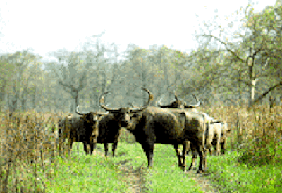 Nagarhole-bisons