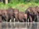 Madumalai elephants
