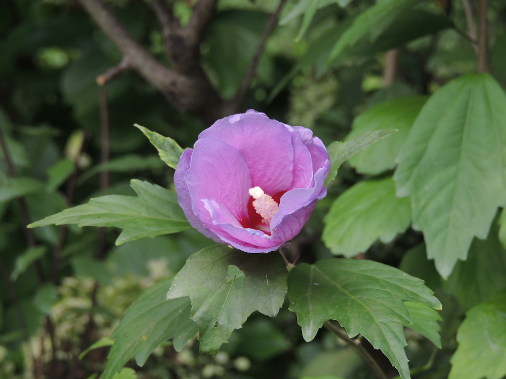 sikkim-flower