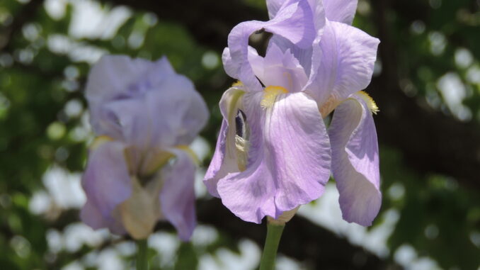 sikkim iris