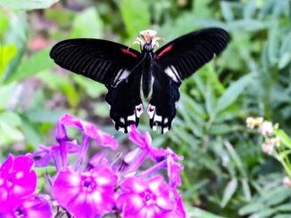 Redbreast Papilio alcmenor