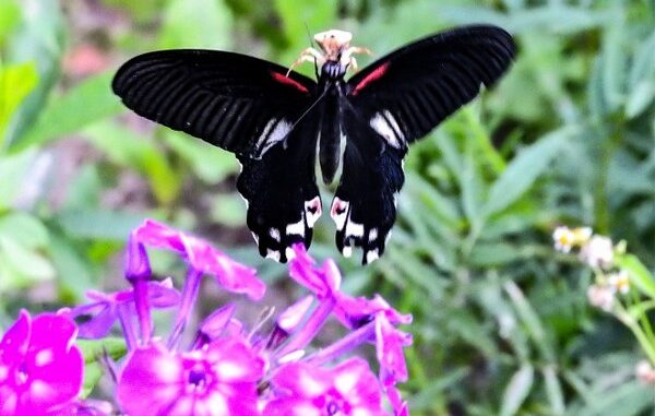 Redbreast Papilio alcmenor