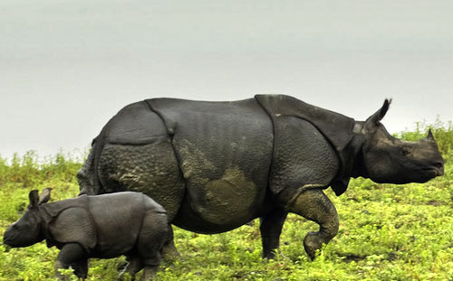Assam Kaziranga rhino